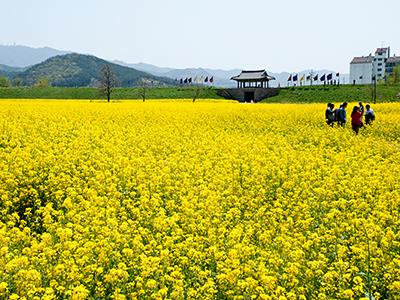 해미읍성 유채꽃밭 썸네일 이미지