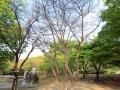 두류공원 배롱나무 썸네일 이미지