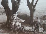비봉산 당산나무 썸네일 이미지