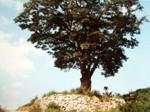 봉래동 느티나무 썸네일 이미지