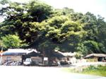 판문북동 느티나무 썸네일 이미지