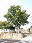 평거동 재마당 느티나무 썸네일 이미지