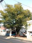 평거동 유아원내 느티나무 썸네일 이미지