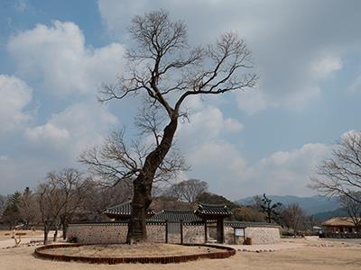 서산 해미읍성 회화나무 썸네일 이미지